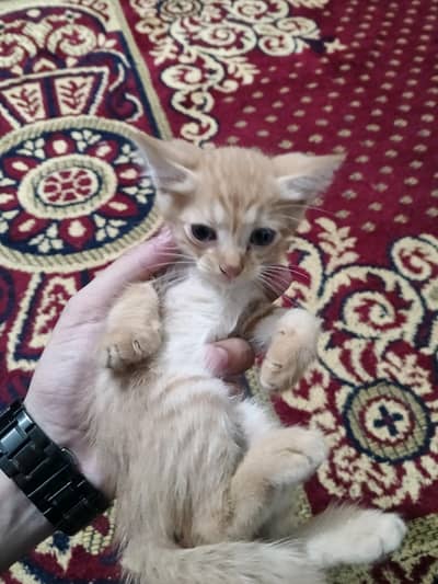 3 baby kittens for sale Persian 2 female 1 male