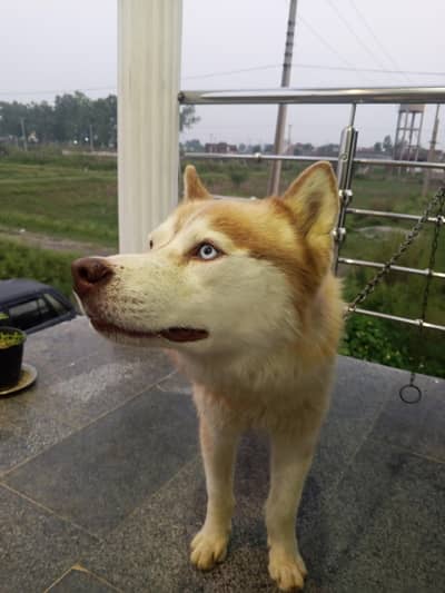 Siberian husky dog