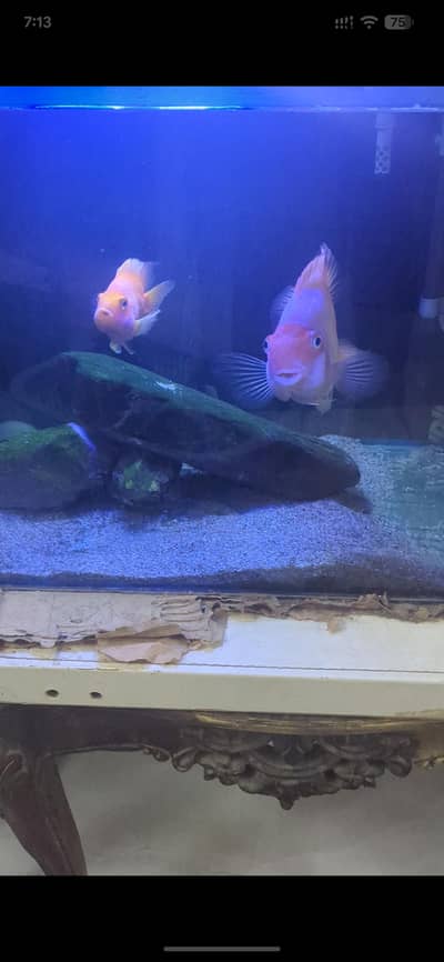 parrot fish pair