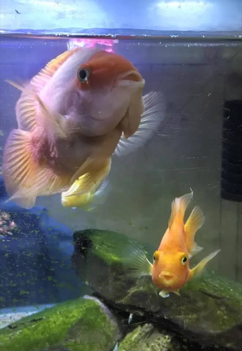 parrot fish pair 1