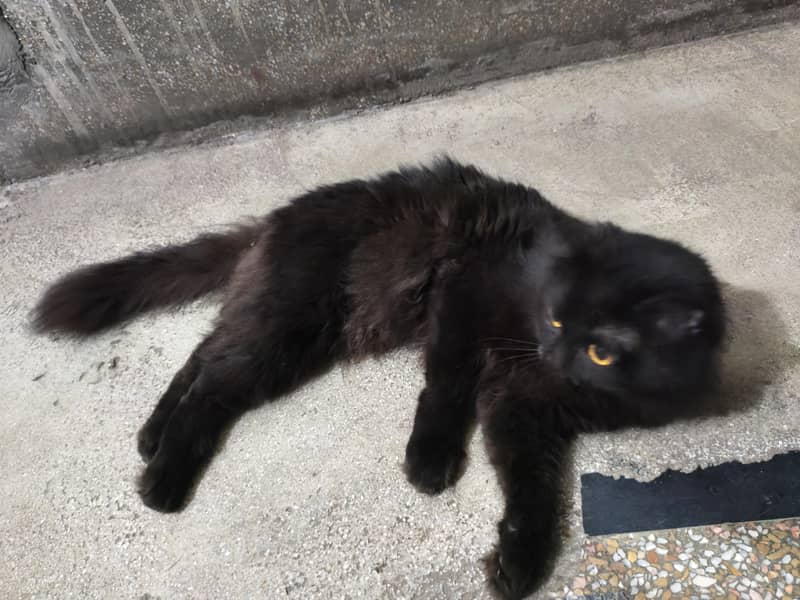 persion cat 1