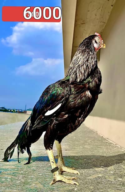 aseel for sale (male +female )