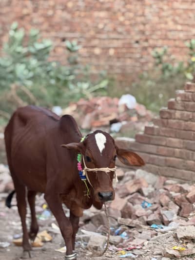 Bachri For Sale in reasonable price