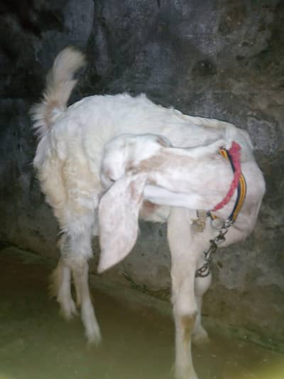 Beautiful Healthy White Goat