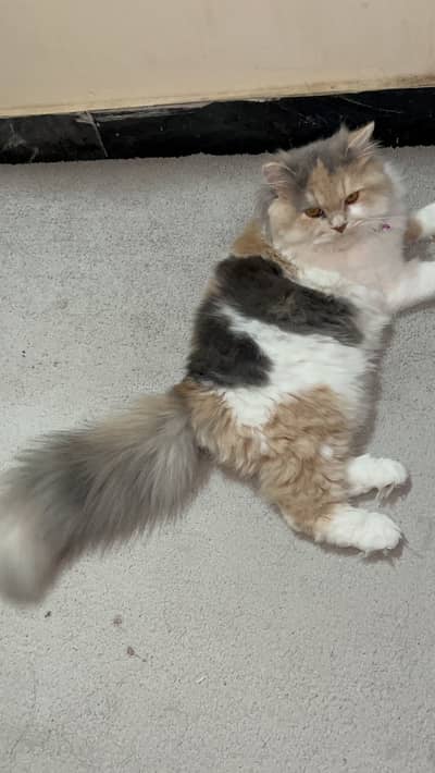 Persian Triple cote