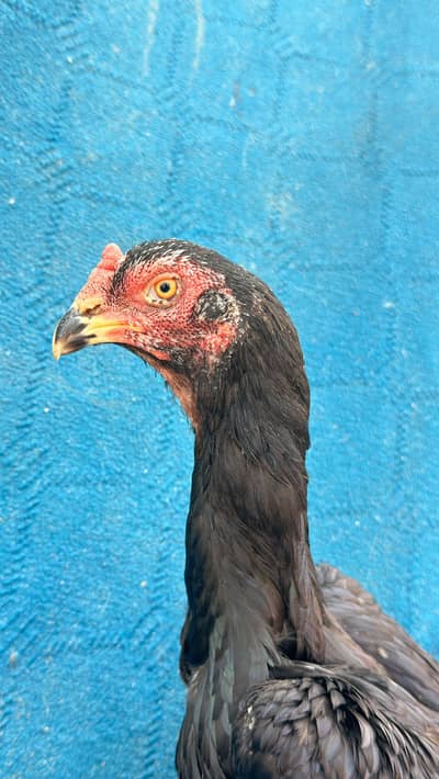 Nayab Madi Zero Size High quality