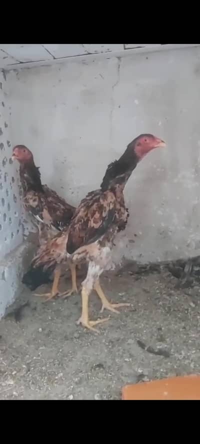 Swing neck shamo