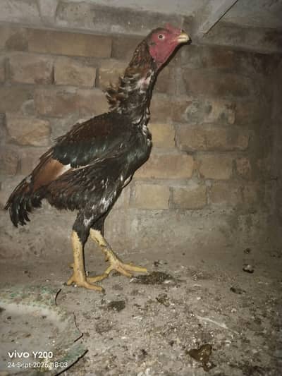 Aseel pair for sale