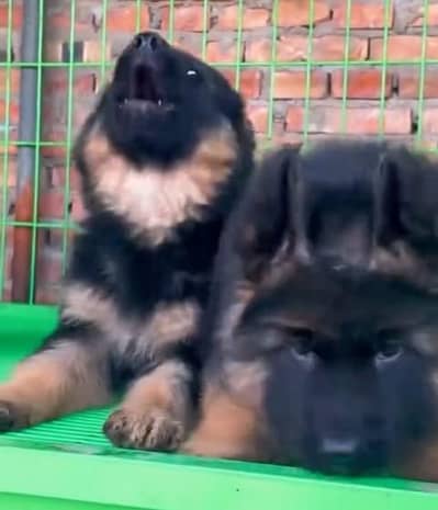 German shepherd puppie @03414755859 WhatsApp