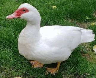 White Muscovy ducks