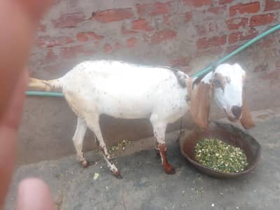 home breeed goat for sale