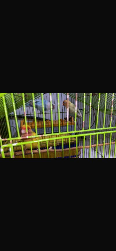 Lovebirds breeder pair for sale lutino / green / blue