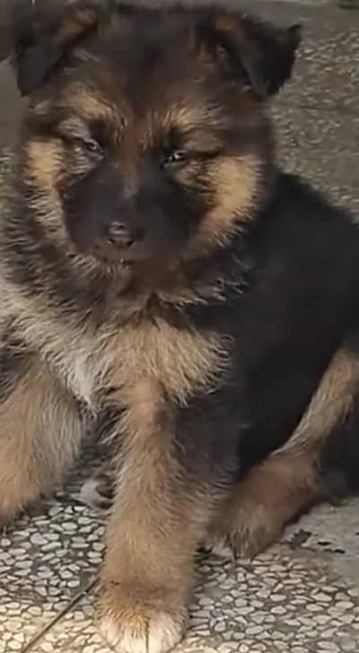 German shepherd puppie @03414755859 WhatsApp