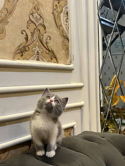 BRITIHS SHORT HAIR MALE KITTEN
