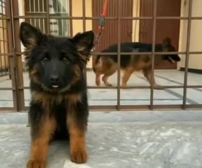 German shepherd puppie @03414755859 WhatsApp