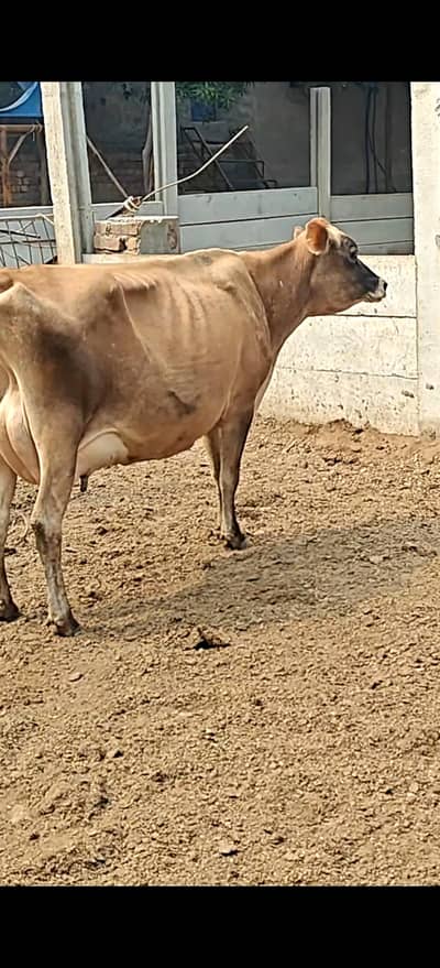 Demanding Pure Jersey For sale