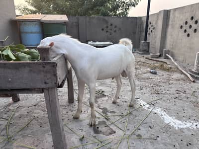 Russian teddy male,female goats for sale