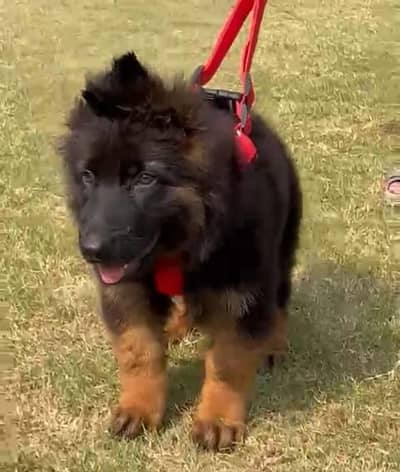 German shepherd puppie @03414755859 WhatsApp