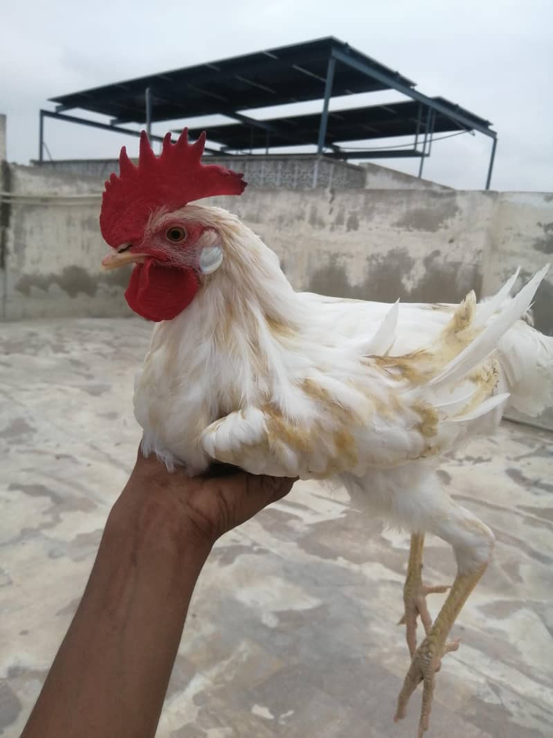 desi murga 2