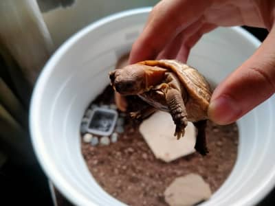 Russian tortoises, healthy , male, 5 months old, enclosure included