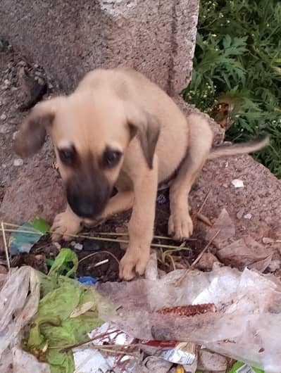 best security dog puppies