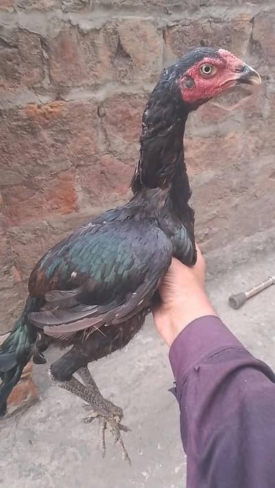 aseel Thai female nbr 03077036825