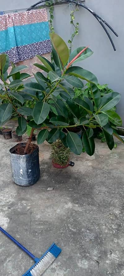 Money plant