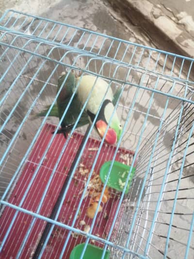 raw parrot male