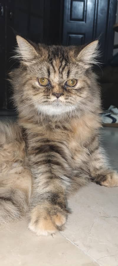 Tabby cat triple coat