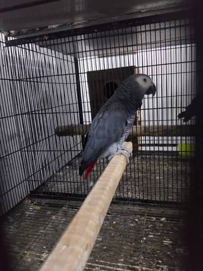 African grey male