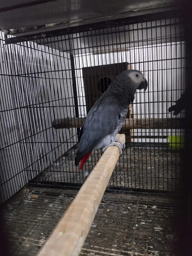 African grey male