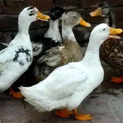 ducks