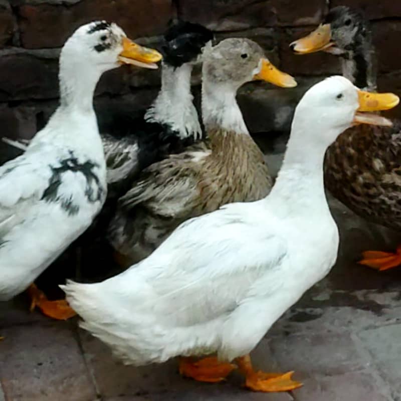 ducks 0