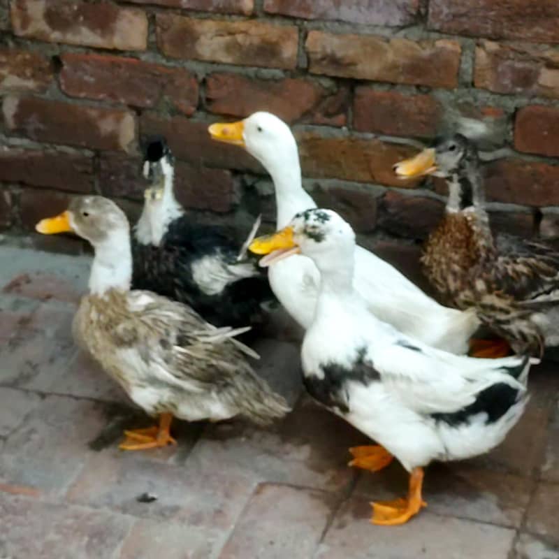ducks 1