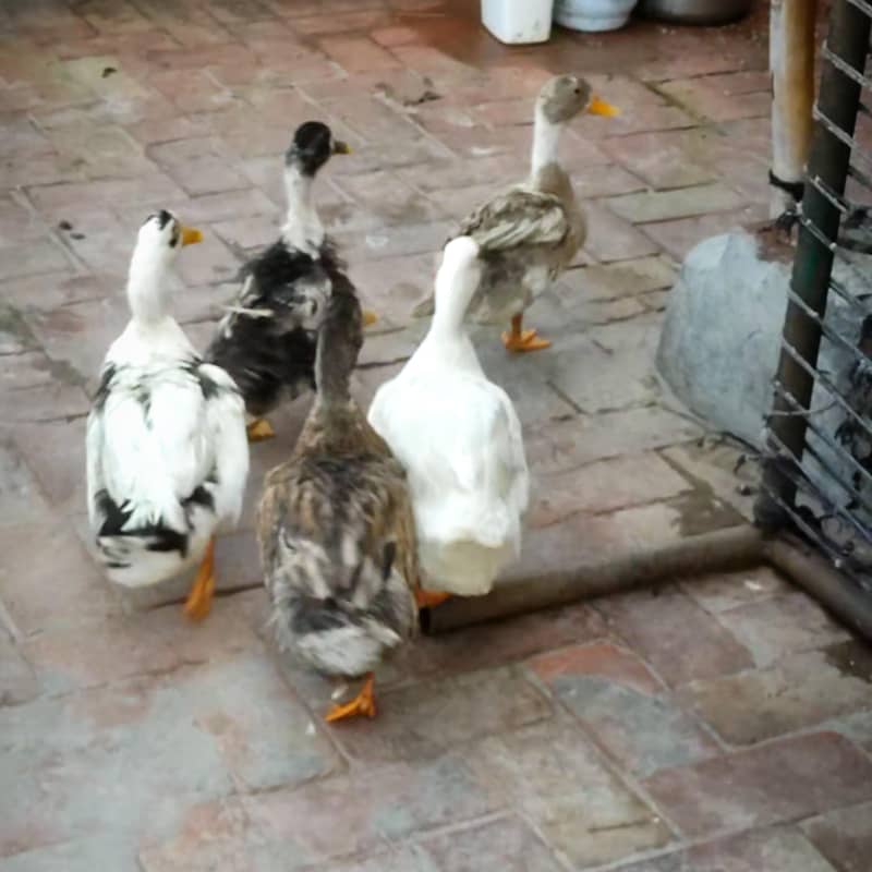ducks 2