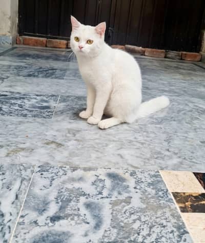 cat for sale