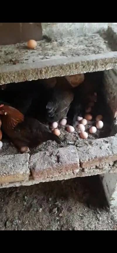 desi eggs/organic eggs/golden eggs