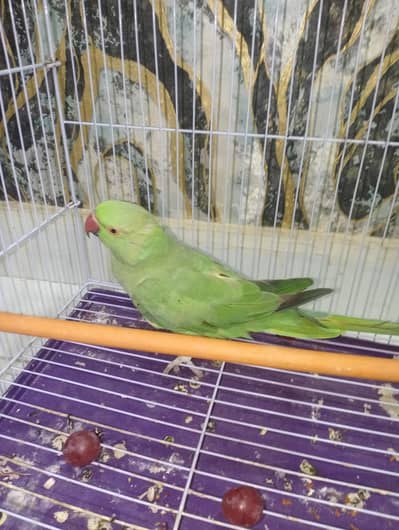 ringneck male patha talking karta hai health and active