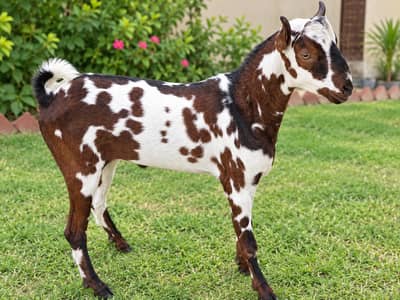BAKRA MALE ANDU / BREADER GOOD QUALITY.