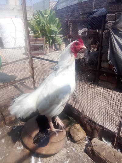aseel Heera chicks for sale