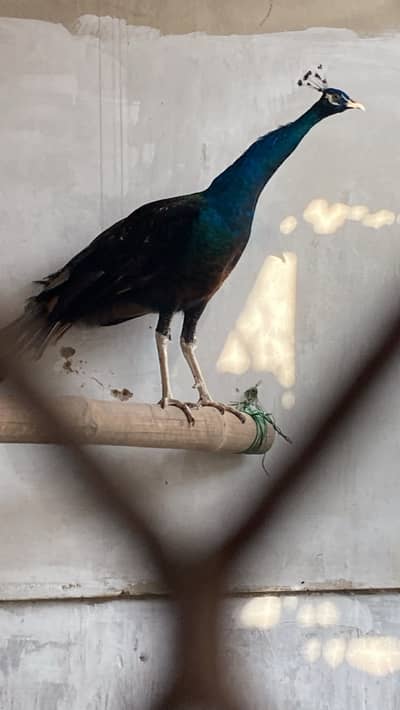Breeder male