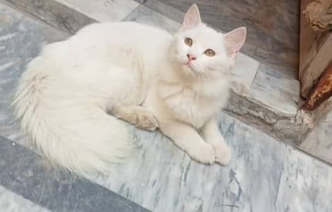 Persian kittens pair