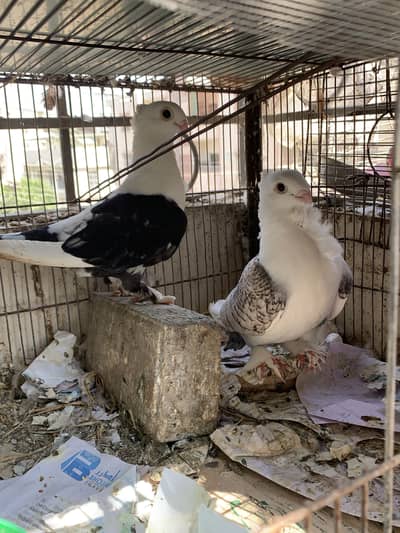 High quality Sentient/ German tie Breeder pair