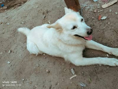 Russian Dog