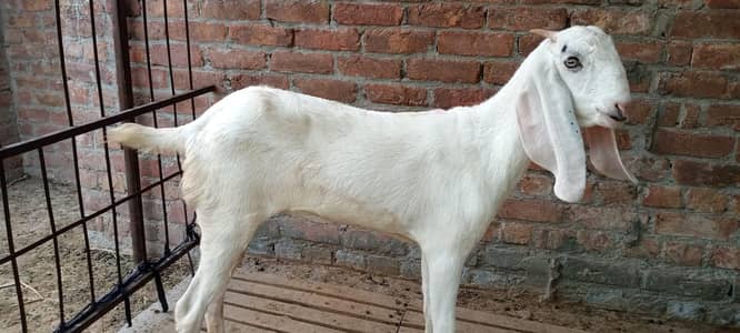 Rajanpuri pth