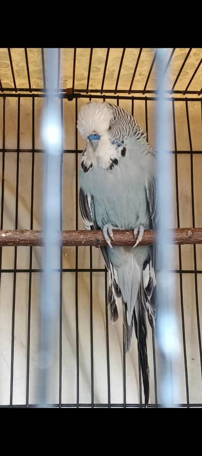 KingSized Exhibition Grey/Lutino/Olive Budgie (Breeders) Read ad