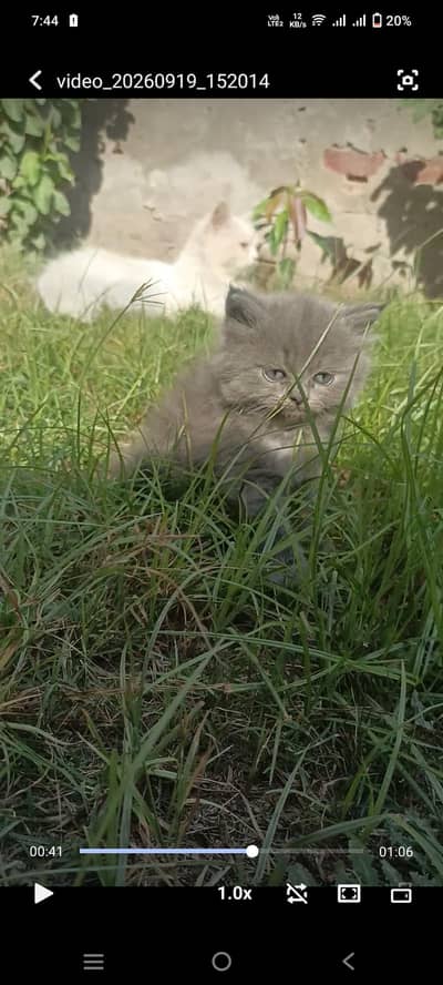 gray Persian kitten triple coat cargo service available