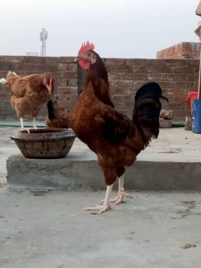 Desi Rooster