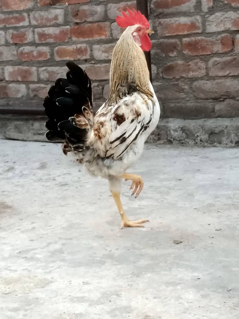 Desi Rooster 1