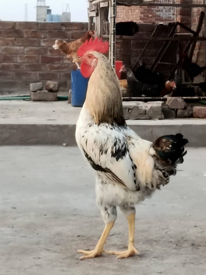 Desi Rooster 2